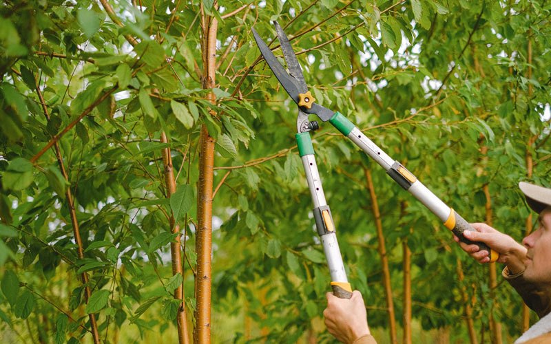 Tree trimming in Lynnville, IN